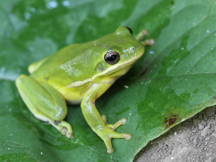 Green Treefrog